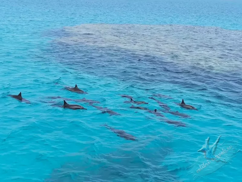 Экскурсия Дом дельфинов в Хургаде